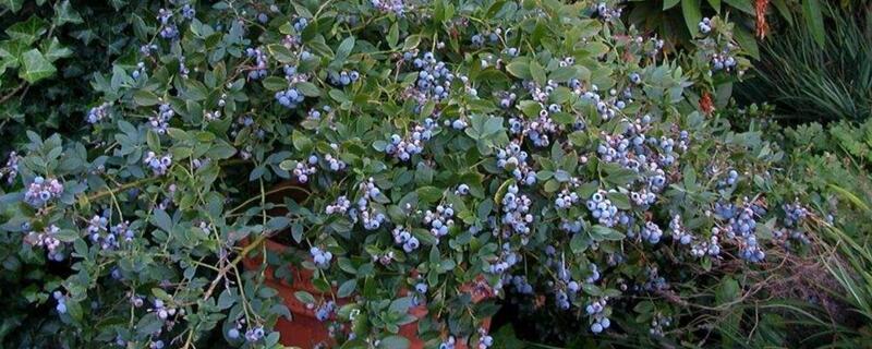家庭蓝莓盆栽种植方法