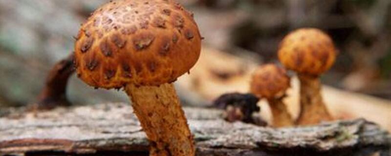 蘑菇怎么繁殖