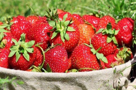 孕妇可以吃草莓吗，适量食用对胎儿生长有利