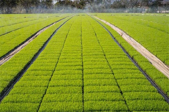 水稻施肥和时间表