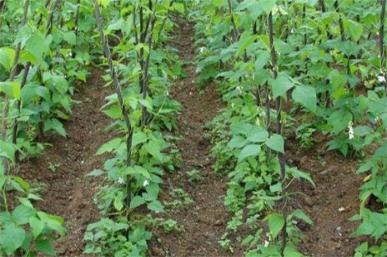 秋芸豆的种植技术
