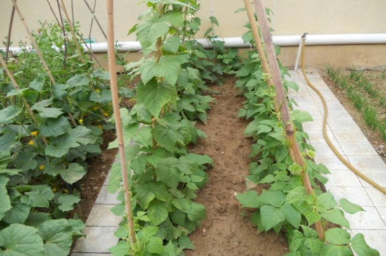 秋芸豆的种植技术