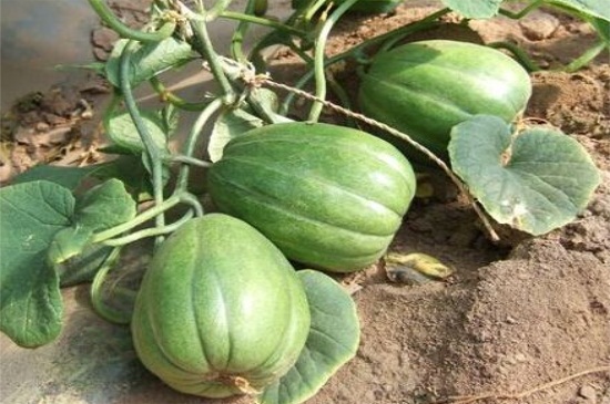 香瓜怎么种植