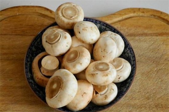 蘑菇的种类