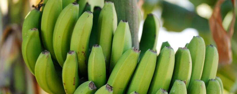 香蕉埋土里能发芽吗