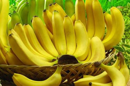 香蕉埋土里能发芽吗