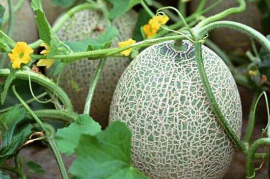 哈密瓜怎么种植