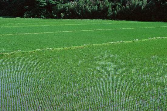 水稻育苗技术