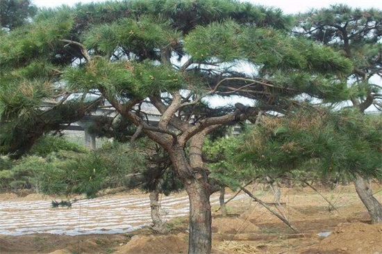 松树的种类名称及图片