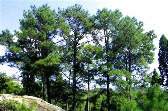 松树的种类名称及图片