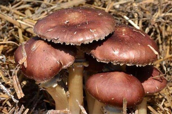 蘑菇什么时候成熟