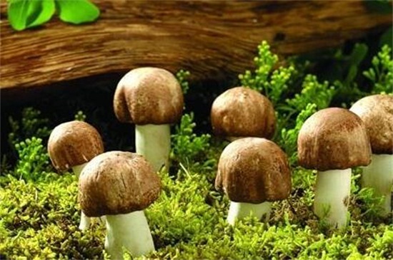 蘑菇什么时候成熟