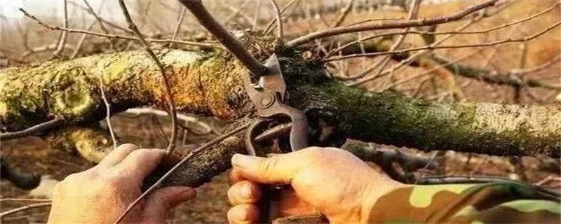 果树修剪技术