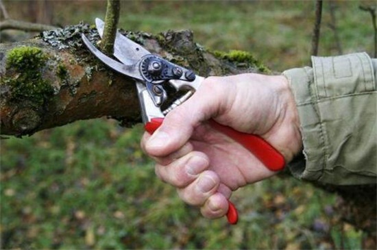 果树修剪技术