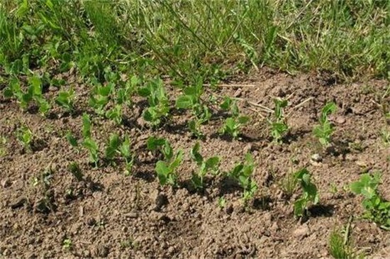豌豆种植时间和方法