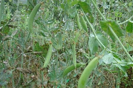 豌豆种植时间和方法