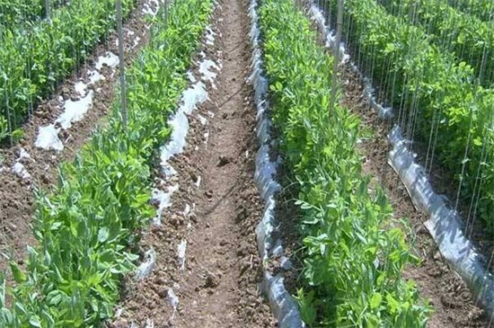 豌豆的种植方法和时间