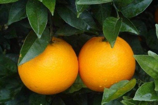 橙子产地
