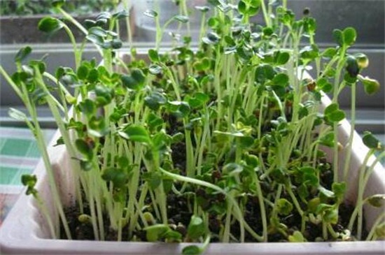 苗芽菜种植方法