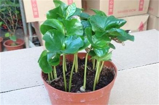 咖啡盆栽的种植方法