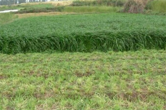 黑麦草种植方法
