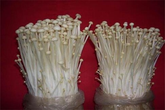 金针菇的种植方法