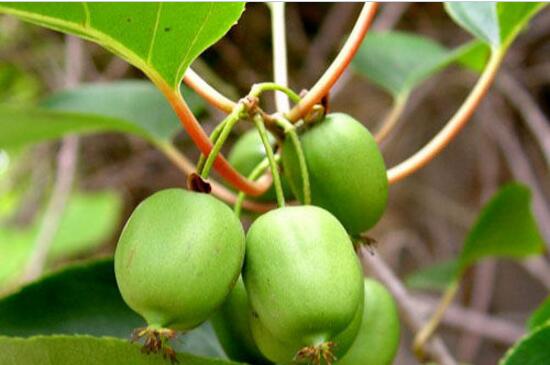 软枣猕猴桃品种大全