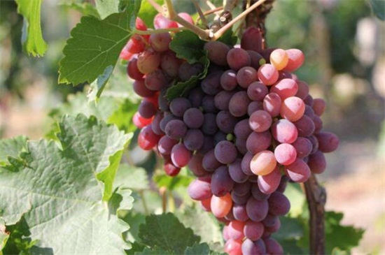 葡萄是什么季节成熟