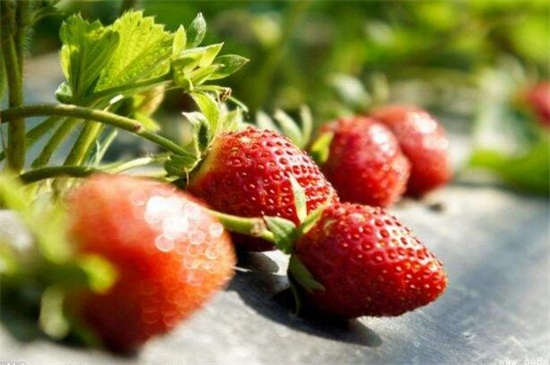 草莓什么季节有