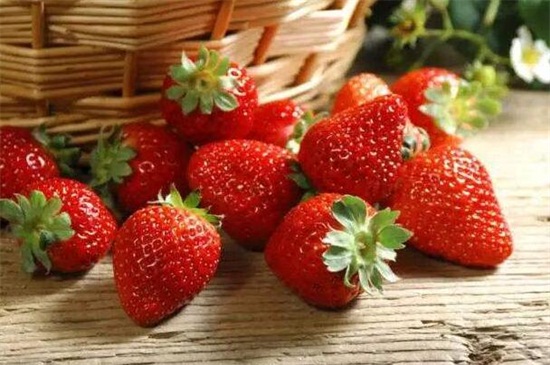 草莓什么季节有