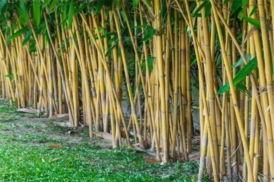 竹子是草本植物还是木本植物