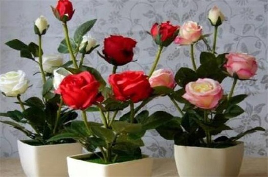 玫瑰花放家哪里风水好，可放客厅增加桃花