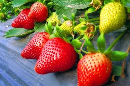 草莓的种类