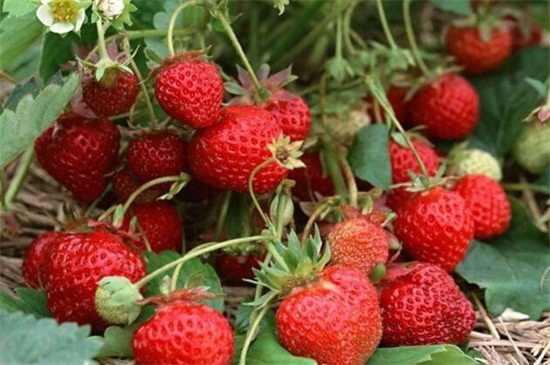 草莓的种类