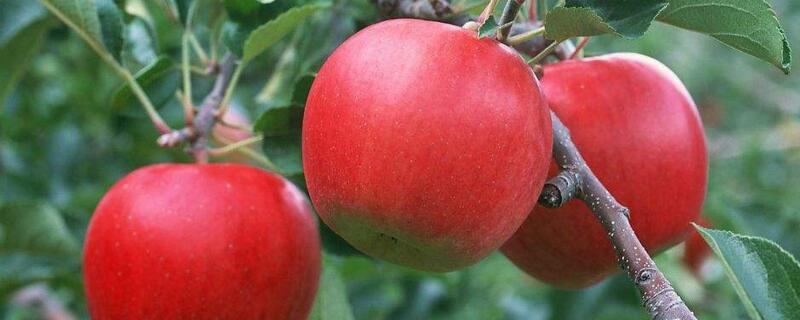 苹果在什么季节成熟
