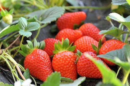 四季草莓一年结几次果
