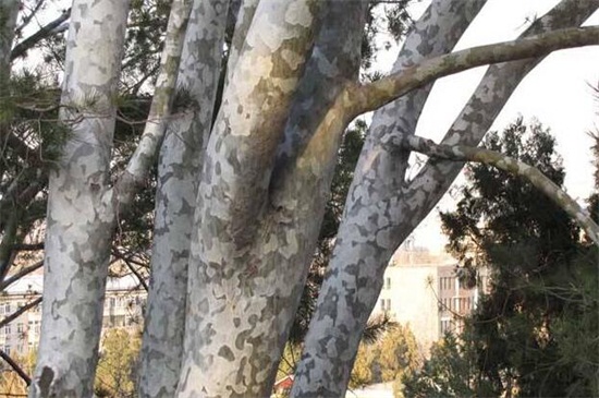 松树20年一颗卖多少钱，价格高达上万元