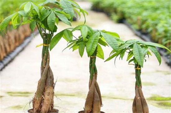 阿司匹林可以浇发财树吗，可防止发财树患上病虫害