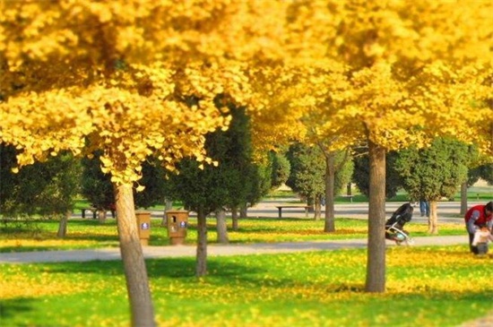 北京银杏树什么时候黄