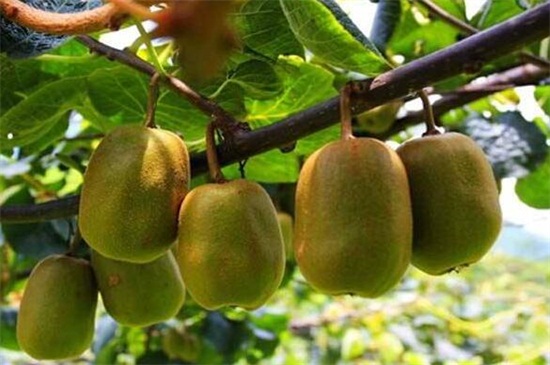 猕猴桃种植条件，掌握7个条件可使高产