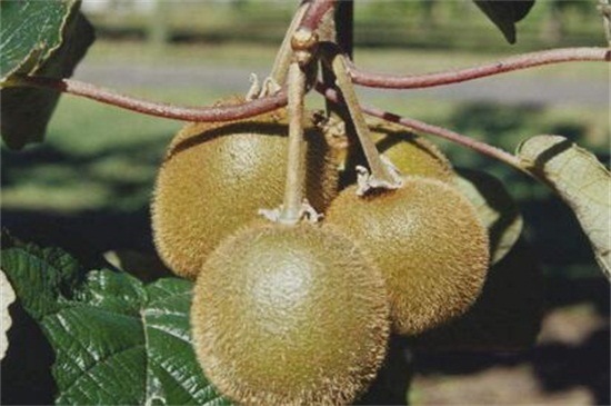 猕猴桃种植条件，掌握7个条件可使高产