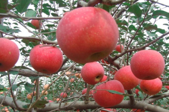 苹果树苗几年挂果