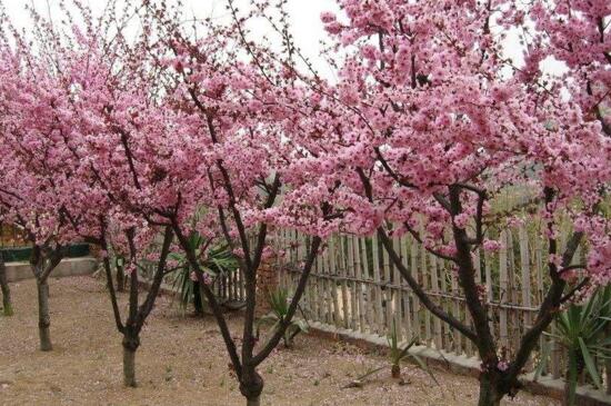 桃树什么时候开花 花语网