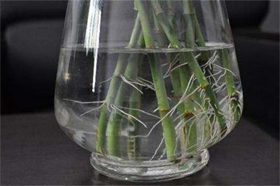 水培富贵竹怎么繁殖