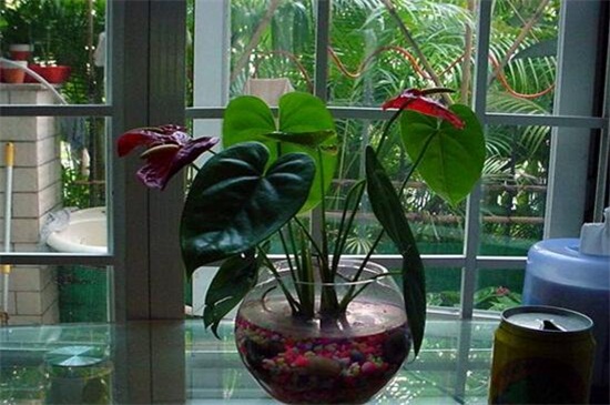 适合水养的室内植物