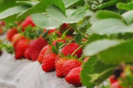 草莓生长在哪里