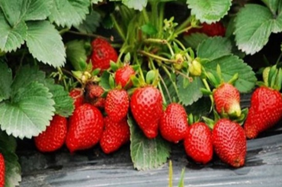草莓生长在哪里