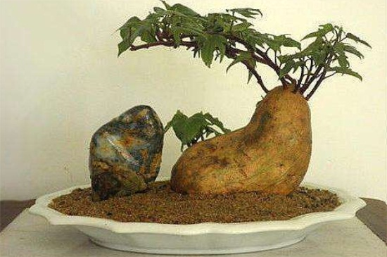 红薯盆景制作方法