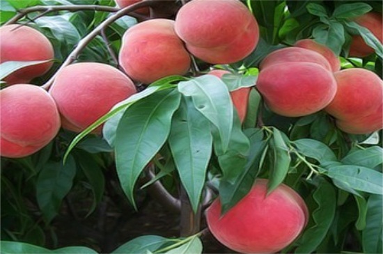 桃树最新品种