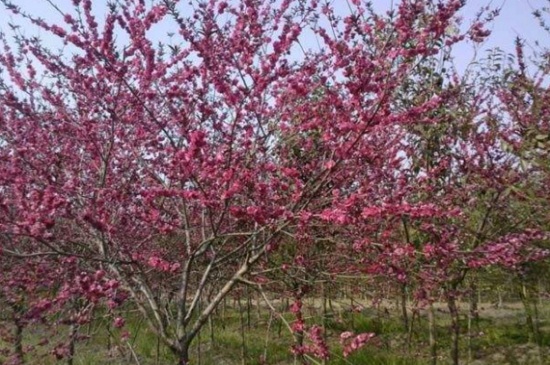 桃树最新品种